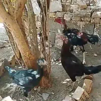 مرغ خروس لاری