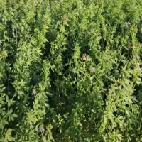 فروش بذر یونجه پابلند ایرانشهری درجه یک به شرط ضما