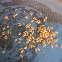 گندم بذری ودامی