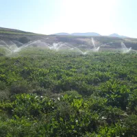 فروش چغندر قند با عیار بالا