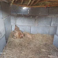 مرغ کرک|حیوانات مزرعه|جغین, |دیوار