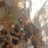 ۱۱۵ عدد مرغ و خروس رسمی درجه ۱