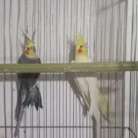 نروماده عروس مولد کار داده