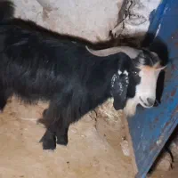 فروش قوچ بختیاری اصل تیشتر پازنی میش زاییده|حیوانات مزرعه|قلعه ممبی, |دیوار