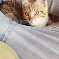 بچه گربه بازیگوش