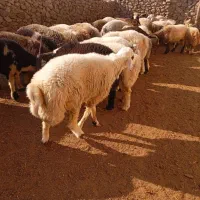 بره چاق|حیوانات مزرعه|کوه چنار, |دیوار