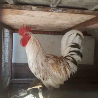 خروس سرحال وسالم|حیوانات مزرعه|اهواز, عین ۲|دیوار