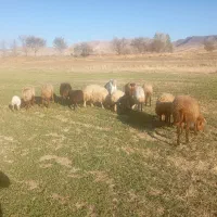 میش و بره مهربانی