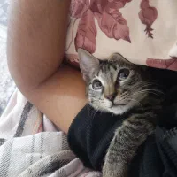 گربه گمشده بهمراه مژدگانی|حیوانات|مینودشت, |دیوار