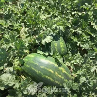 ۵هکتار زمین اجاری برا کشت هندوانه یا شراکت