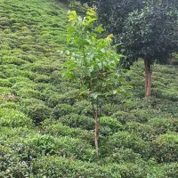 فروش باغ چای 2240 متری