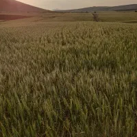 بذر گندم