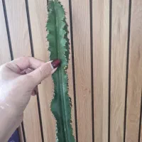 قلمه کاکتوس اینگنس