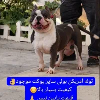 توله ژرمن بلک تن