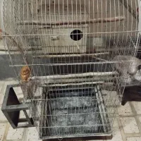 قفس پرنده عروس هلندی