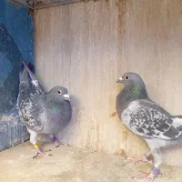 پلاکی نشسته شناسنامه دار