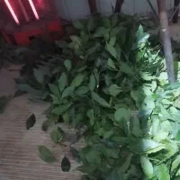 فروش برگ بو خشک سایه خشک