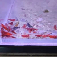 میگو ی آکواریم