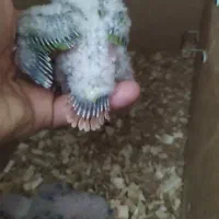 جوجه های سرلاکی گرینچیک|پرنده|ساری, |دیوار