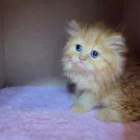 بریتیش گارفیلدی لانگ هیر