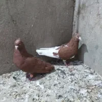 چندتا کفتر