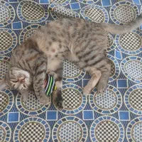 واگذاری گربه ۷ماهه ماده