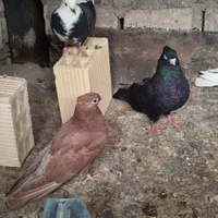 جوجه کفتر آبادانی یا کبوتر غریب گیری|پرنده|قم, زنبیل آباد|دیوار