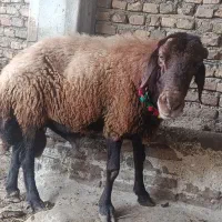 قوچ