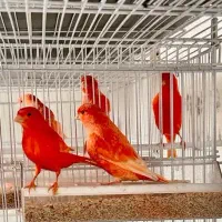 دو جفت قناری ردفکتور قرمز اورجینال