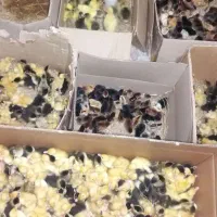 جوجه اردک ورامینی اصل، جوجه محلی و گلپایگان و...