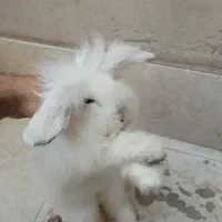 خرگوش لپ سفید ماده