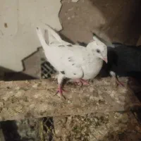 کبوتر اشعل کوهی دورگ طوقی|پرنده|اهواز, کیانپارس |دیوار