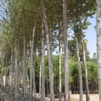 خرید درخت|خدمات باغبانی و درختکاری|اردبیل, |دیوار