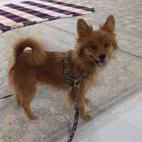 پامر اصیل|سگ|کرمانشاه, |دیوار