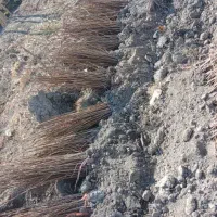 نهال نرک آلوچه ، نلک جهت احداث نهالستان