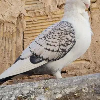 کبوتر ساتن بلژیکی