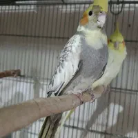 عروس هلندی ماده ابلغ نیمه دستی تقریبایکساله|پرنده|قم, لبچال|دیوار