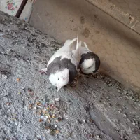 کفتر طوقی|پرنده|زرند, |دیوار