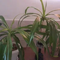 گل ذرتی|گل و گیاه طبیعی|کازرون, |دیوار