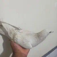 کفتر|پرنده|ماهان, |دیوار