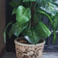 گل مصنوعی (درختچه مصنوعی دیفن باخیا)|گل مصنوعی|اردبیل, |دیوار