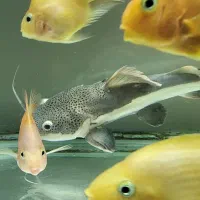 ماهی ردتیل|ماهی|کهریزک, |دیوار