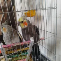 یک جفت عروس هلندی مولد صحیح و سالم و درشت