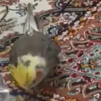 عروس هلندی ابلق، (زرد و سیاه ترکیبی) گم شده