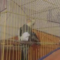 عروس های های جفت مولد۱۵ماهه