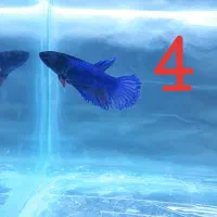 ماهی فایتر نر|ماهی|رفسنجان, |دیوار