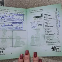 گربه ماده یکساله|گربه|رشت, حمیدیان|دیوار