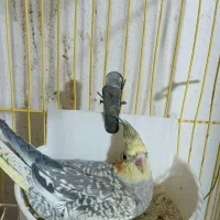 عروس زیبا جوجه دان خور|پرنده|بجنورد, |دیوار