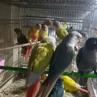 همه رنگ گرینچیک بالغ جوجه مولد