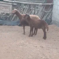 گوسفند بره دار